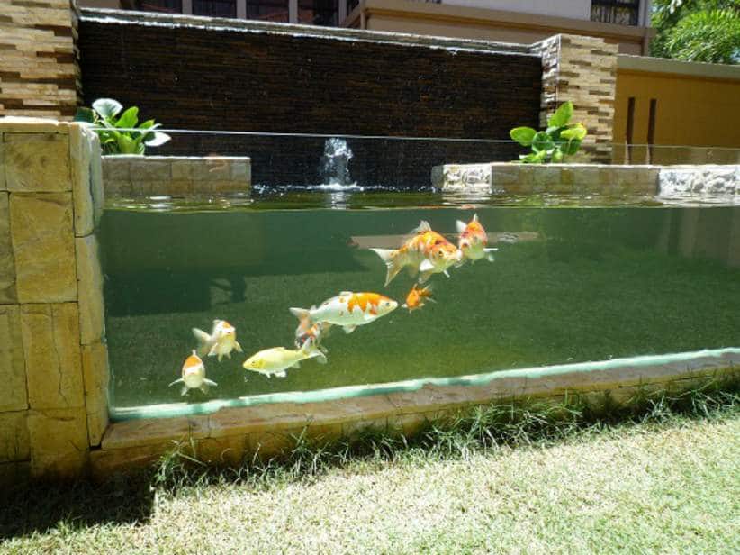 Kolam Ikan Minimalis Belakang Rumah